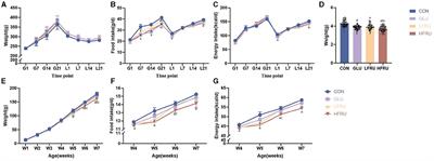 Effect of high-fructose consumption in pregnancy on the bone growth of offspring rats